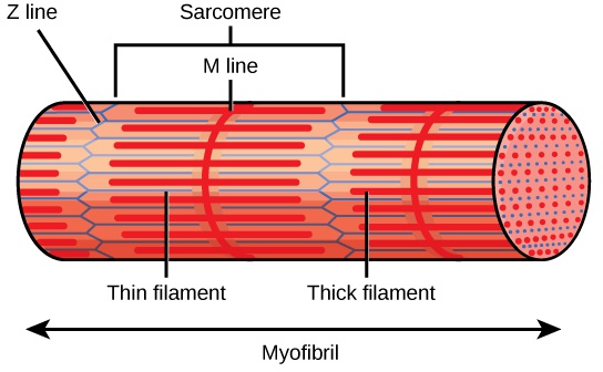 Muscle Contraction and Locomotion