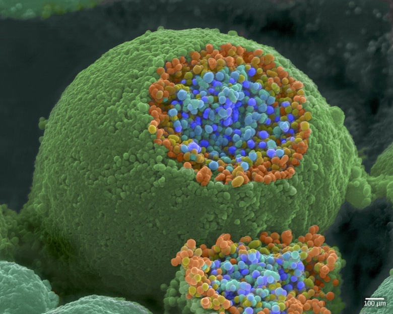 How Neurons Communicate
