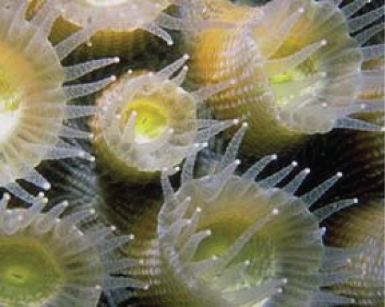 Ecology of Protists