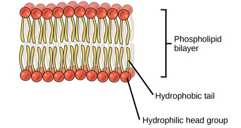 Lipids