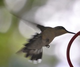 Biology, The Cell, Metabolism, Introduction