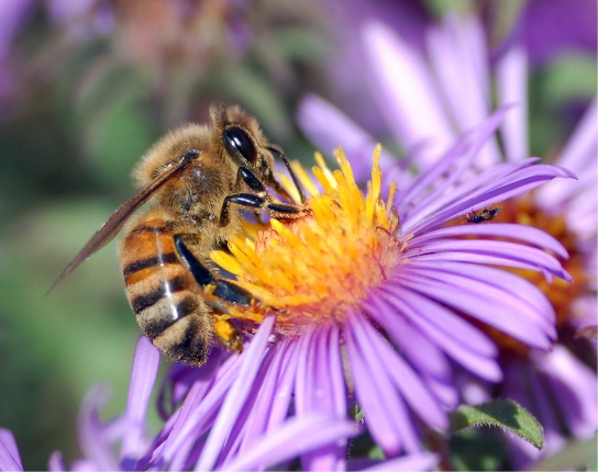 The Role of Seed Plants