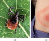 Biology, Ecology, Ecology and the Biosphere, Introduction