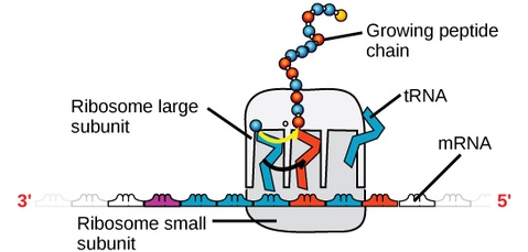 Nucleic Acids