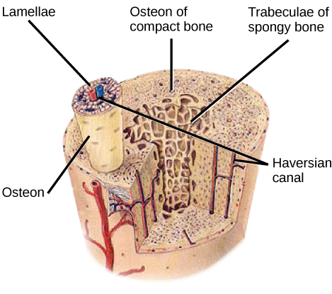 Bone