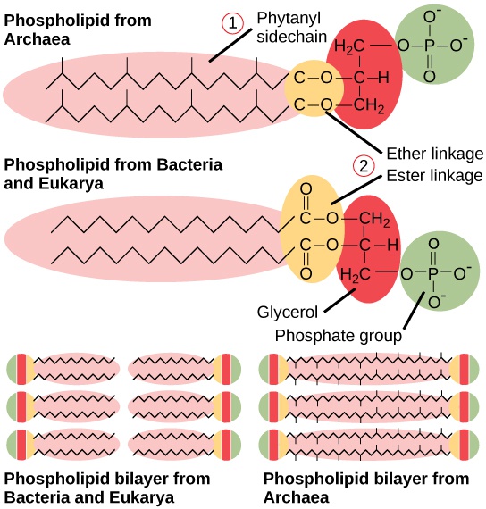 Structure of Prokaryotes