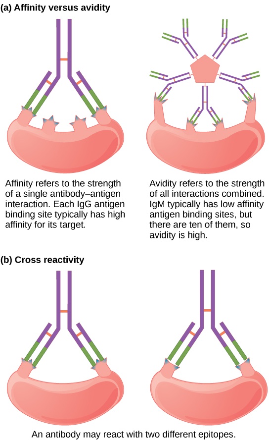 Antibodies