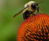 Biology, Evolutionary Processes, Phylogenies and the History of Life, Introduction