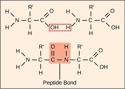Ribosomes and Protein Synthesis