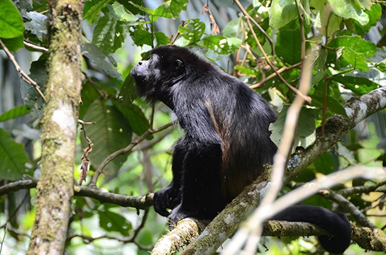 The Evolution of Primates