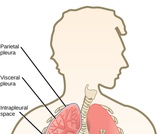 Biology, Animal Structure and Function, The Respiratory System, Breathing