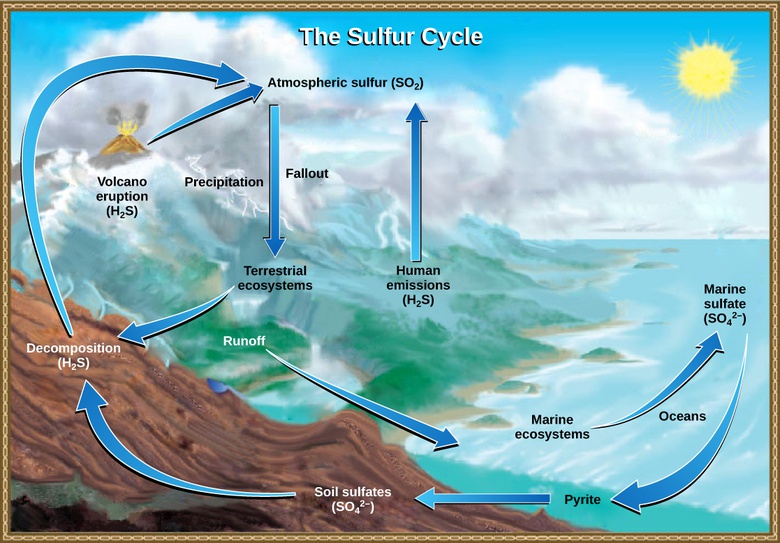 Biogeochemical Cycles
