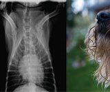 Biology, Animal Structure and Function, The Respiratory System, Introduction