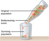 Biology, Evolutionary Processes, The Evolution of Populations, Population Genetics