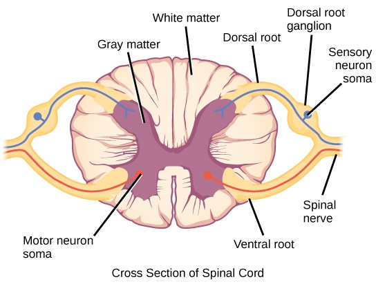 The Peripheral Nervous System