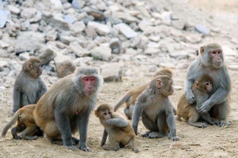 Introduction to Socialization