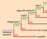 Biology, Evolutionary Processes, Phylogenies and the History of Life, Organizing Life on Earth