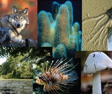 Biology, Evolutionary Processes, The Evolution of Populations, Introduction