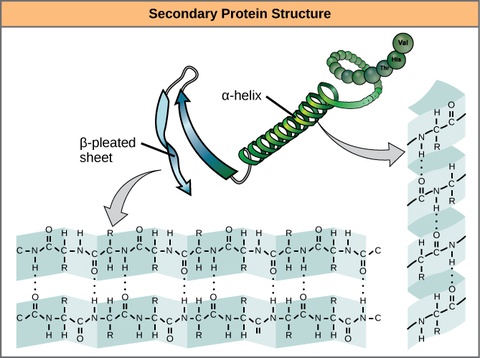 Proteins