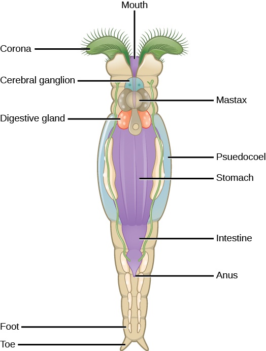 Superphylum Lophotrochozoa