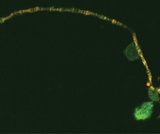 Biology, Genetics, Modern Understandings of Inheritance, Introduction
