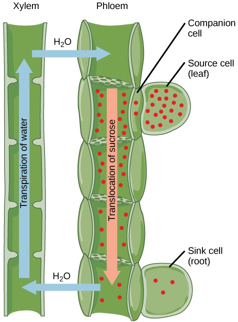 Transport of Water and Solutes in Plants