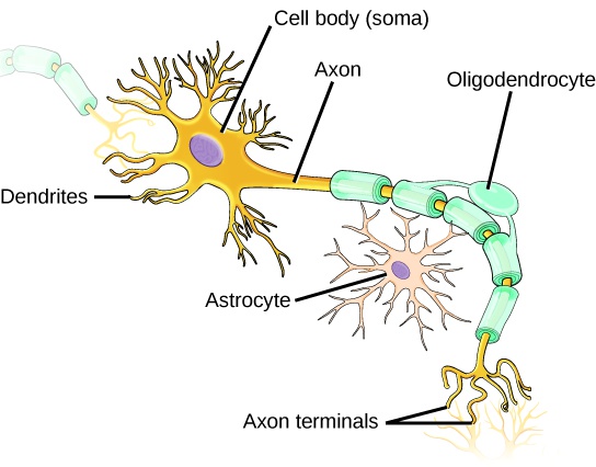 Animal Primary Tissues