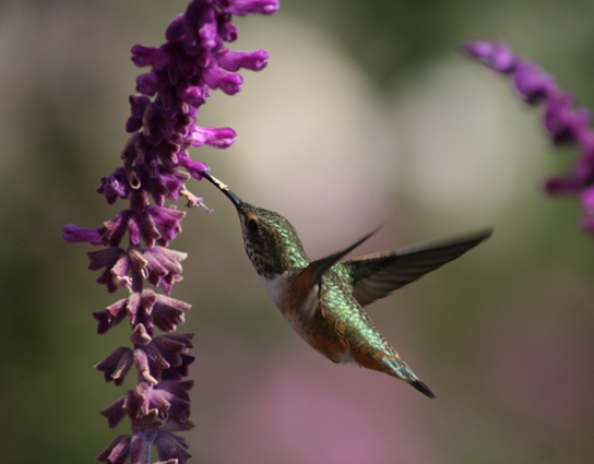 Pollination and Fertilization