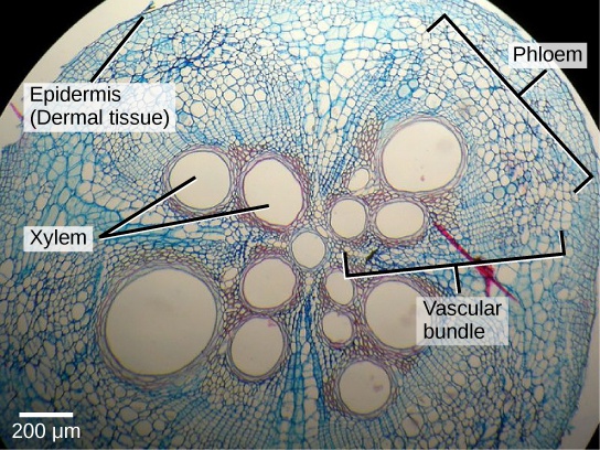 The Plant Body