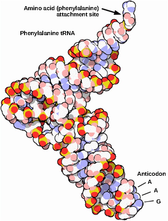 RNA Processing in Eukaryotes