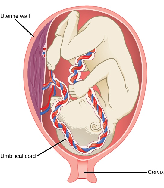 Human Pregnancy and Birth
