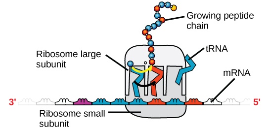 Nucleic Acids