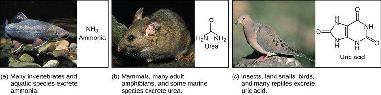 Nitrogenous Wastes