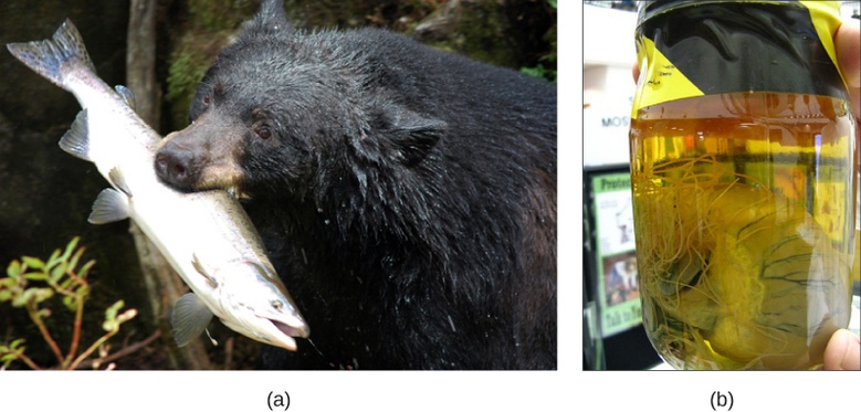 Features of the Animal Kingdom