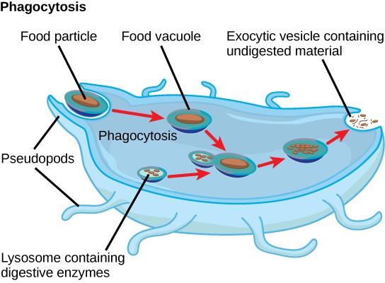 Characteristics of Protists