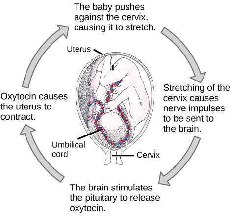 Homeostasis