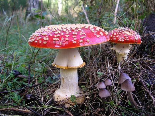 Characteristics of Fungi